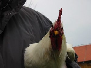 Bildbeschreibung8